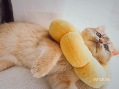 -东方名猫馆·英短金渐层布偶猫舍(环线广场1号楼店)