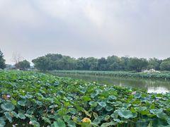 -龙湖星悦荟(颐和店)
