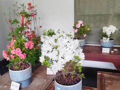 -杭州植物园