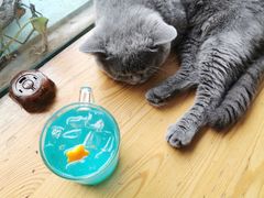 -猫小院猫主题咖啡厅(北锣店)
