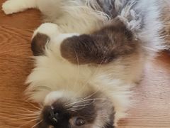 -滚猫咖啡·猫咖·猫友好撸猫(未来城店)