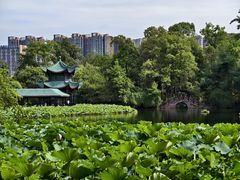 -桂湖森林公园