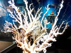 -绮丽珊瑚(台北101旗舰门市店)