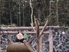-都江堰中华大熊猫苑