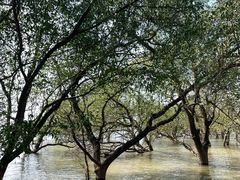 -宝安西湾红树林湿地公园