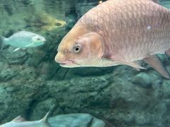 -上海海洋水族馆