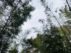 -云栖竹径
