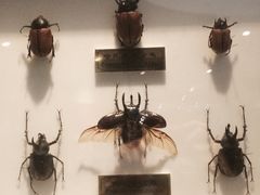 -上海昆虫博物馆
