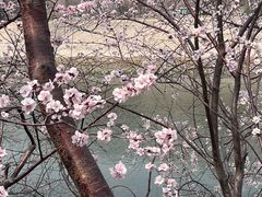 -桃花堤公园