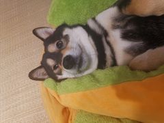 -逗柴咖啡屋·狗咖猫咖宠物桌游