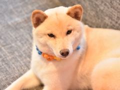 -南京Hallo宠物乐园·哈罗犬舍·柴犬繁育基地