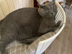 -海边的猫和咖啡馆