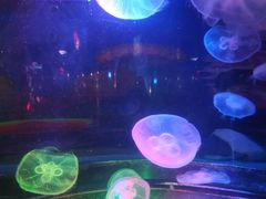 -太平洋海底世界