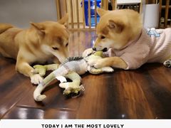 -豆柴町-柴犬主题狗咖(红鼎国际C座店)
