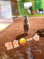 -七巧国萌宠乐园(龙湖天街店)
