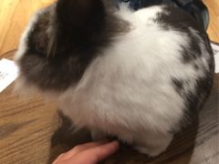 -藦茜花园宠物主题亲子互动体验馆(国顺东路店)