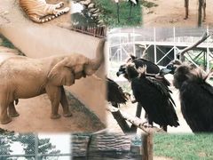 -西霞口神雕山野生动物世界