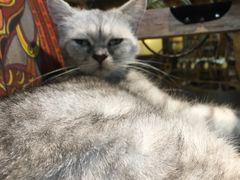 -more than meow吴止猫主题餐厅(承德 中船汇店)