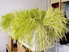 -尤素福东举院饺子馆