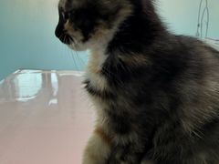 -嘉馨宠物医院·CT影像转诊·心脏科·犬猫全科诊疗中心(下沙大学城院区)