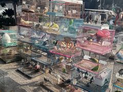 -中环花鸟鱼虫市场