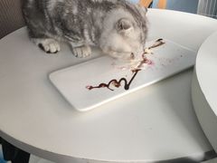 -喵的天空名猫咖啡馆·撸猫·猫舍·用品