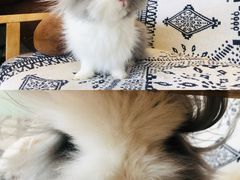 -平行世界·猫咖(首经贸店)