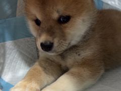 -四月宠物医院·猫专科·心脏专科·内科(转塘店)