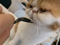 -飞行喵MR PILOT|猫舍·猫咖(静安大融城店)