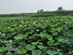 -荷塘月色湿地公园·向阳花洲