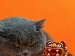 -1013 PET SHOP精品宠物商店(丁香店)
