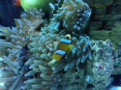 -太平洋海底世界