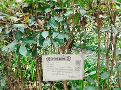 -金鸡山公园