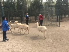 -北京麋鹿生态实验中心