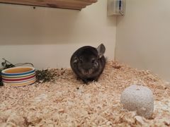 -龙猫仔乐园(惠福东路店)