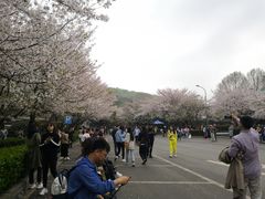 -武汉大学-樱园