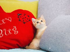 -Bastet sally猫舍购宠(静安店)