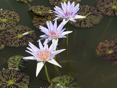 -国家植物园南园