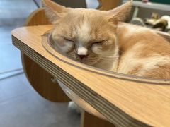-飞行喵MR PILOT|猫舍·猫咖(静安大融城店)