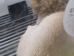 -宠颐生宠物医院·骨外科·犬猫全科诊疗中心(池州店)