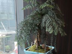 -大拙里·精致融合菜(沙湖桃源国际店)