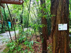 -广东茂名森林公园