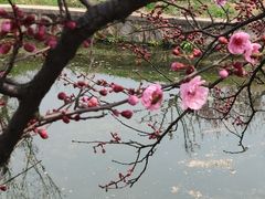 -林屋梅海青梅保护基地