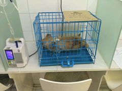 -西安京西宠物医院·瘫痪·疑难杂症