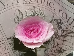 -FEI FEI FLOWER鲜花店·气球派对·宝宝宴布置(虹口德必运动Loft店)