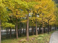 -大望京公园