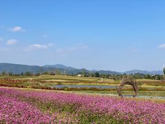 -径山花海