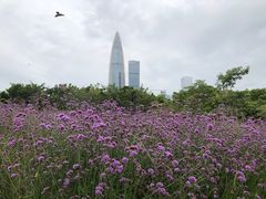 -深圳人才公园