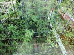 竹林-苏州清山会议中心