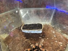 -上海大自然野生昆虫馆(东方明珠·爬宠昆虫探索中心)